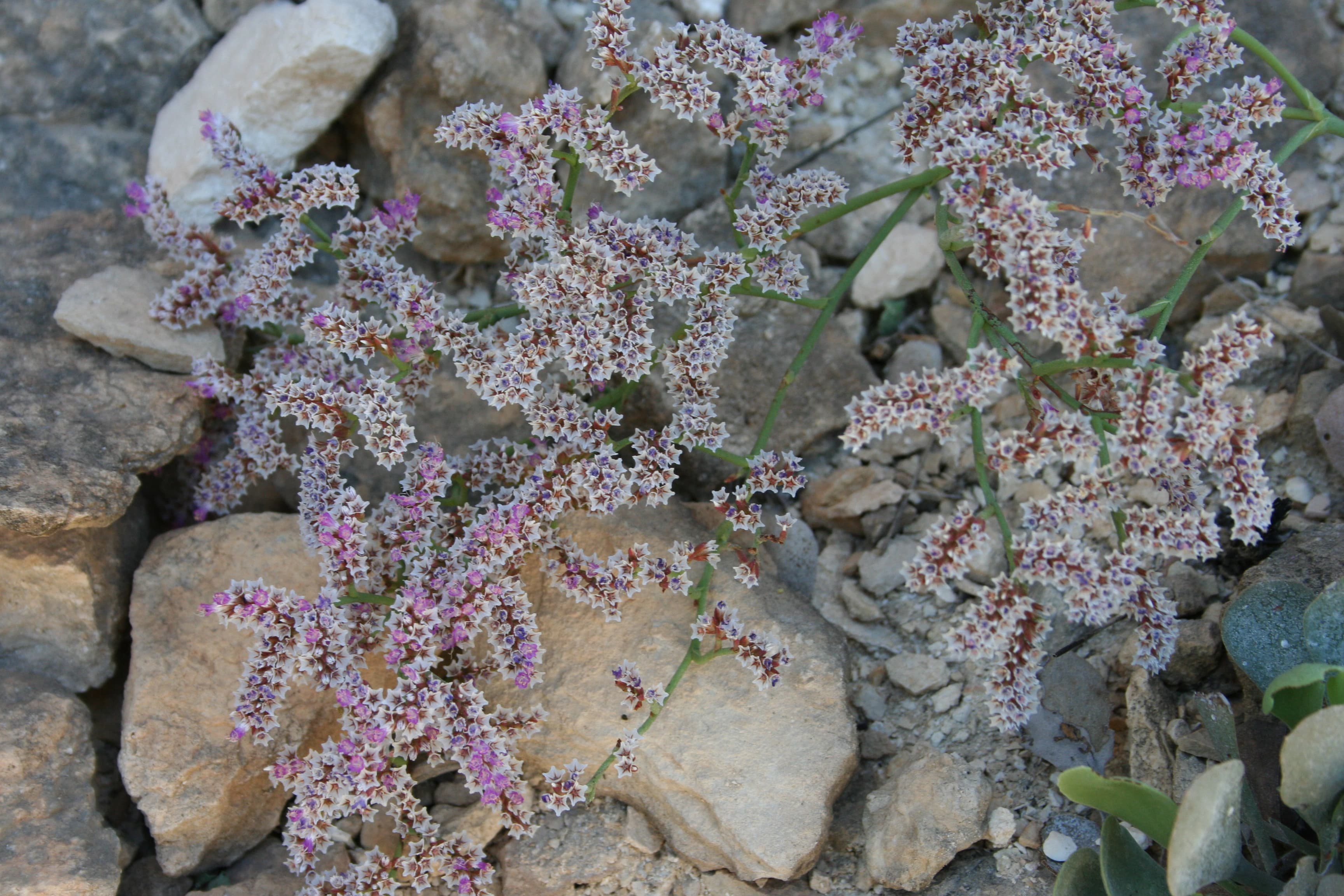 Plant Image